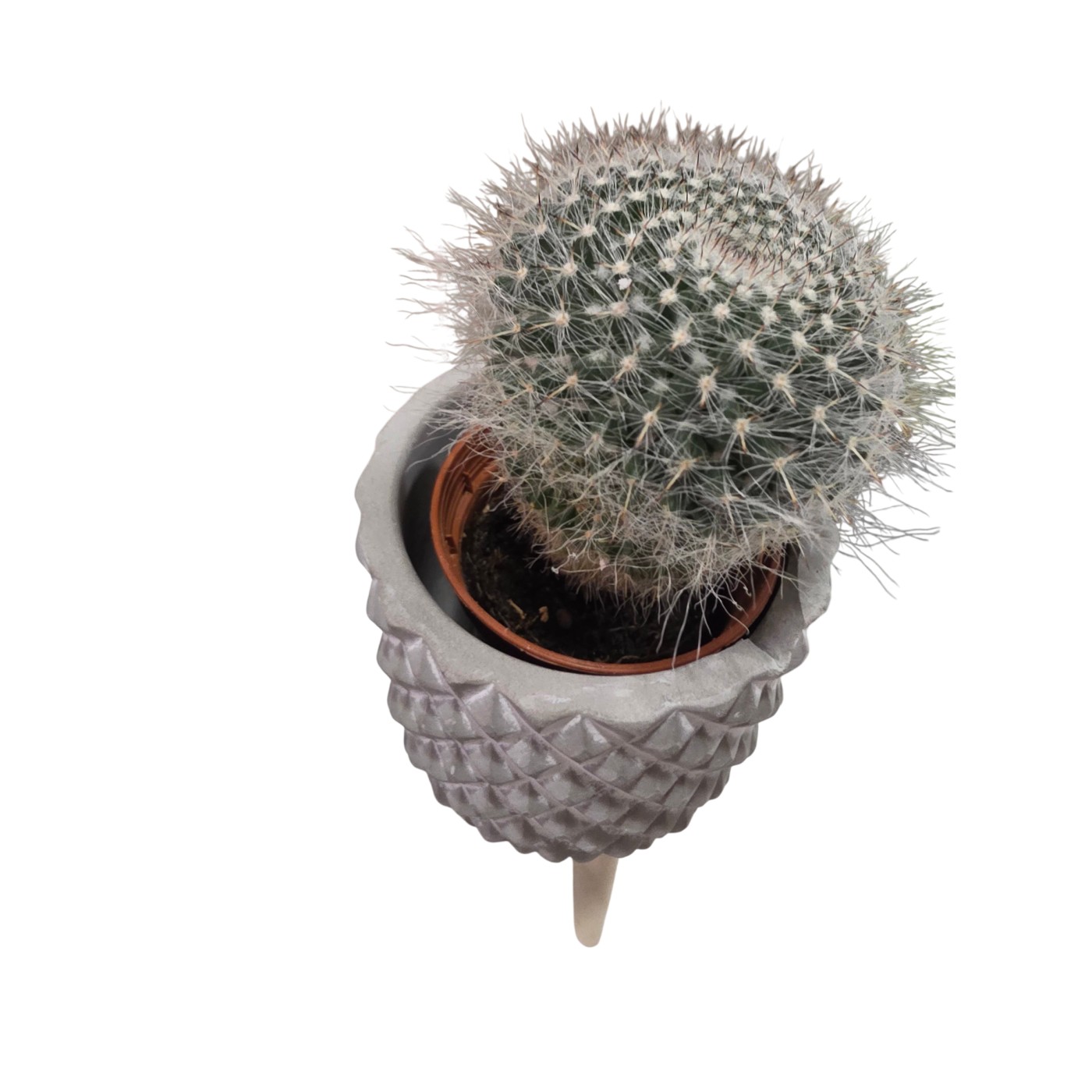 Cactus en macetero
